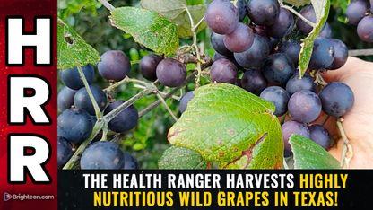 The Health Ranger harvests highly nutritious WILD GRAPES in Texas!