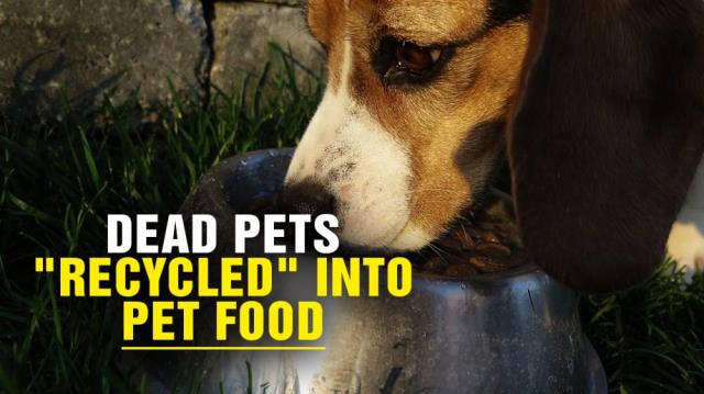 Dead pets "recycled" into PET FOOD