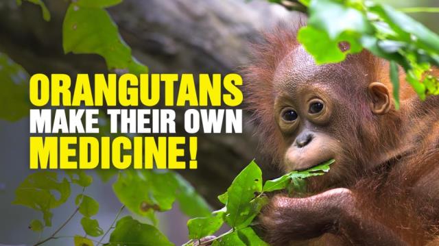 Orangutans make their own natural MEDICINE