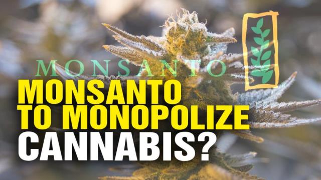 Monsanto to MONOPOLIZE GMO cannabis?