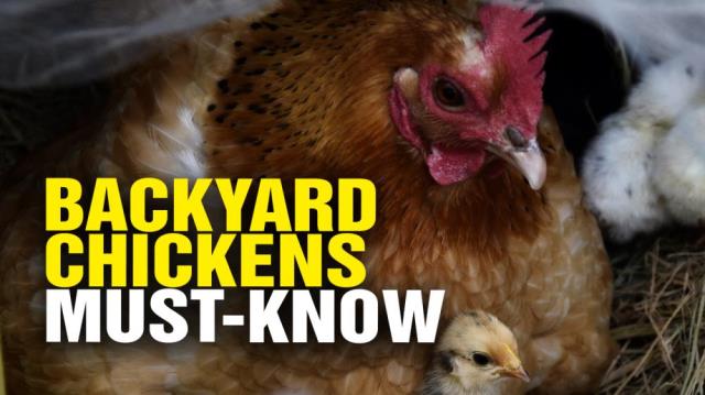 BACKYARD CHICKENS: What you need to know