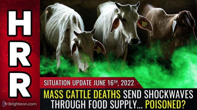 Mass CATTLE deaths send shockwaves through food supply... POISONED?