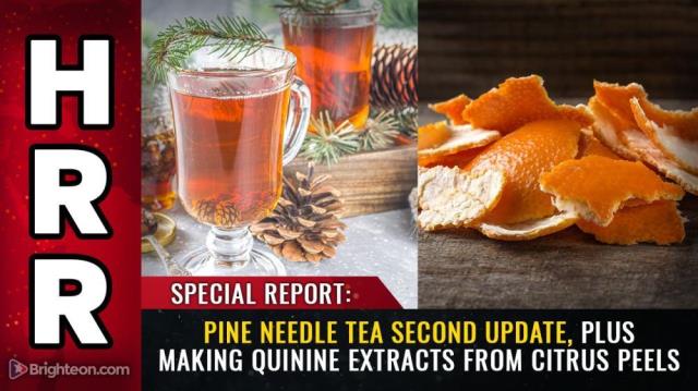 Special Report: Pine needle tea SECOND update, plus making quinine extracts from citrus peels