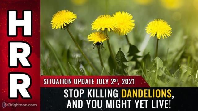 Stop killing dandelions, and you might yet LIVE!